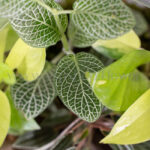 تراریوم جنگل مینیاتوری گیاهان سرحالی دارد.