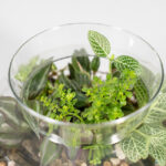 گیاهان جنگل منیاتوری از بالا نیز زیباست.