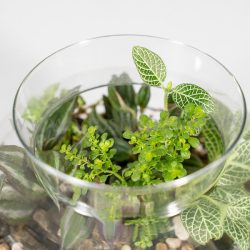 گیاهان جنگل منیاتوری از بالا نیز زیباست.