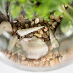 صدف هاس تزئینی در تراریوم جنگل مینیاتوری میدرخشد.