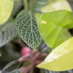 ترکیب رنگی گیاهان تازه در تراریوم بسیار درخشان است.