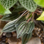 گیاهان تازه در ترایوم کوچک زیبا و جذاب است.