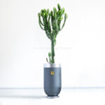 کاکتوس افوربیا اره ای غول پیکر بزرگ است.