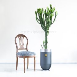 کاکتوس افوربیا اره ای غول پیکر تا حدود 2 متر قد دارد.