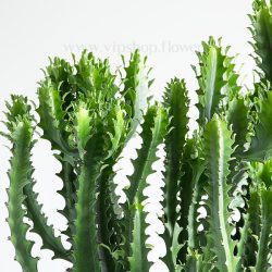 کاکتوس افوربیا اره ای غول پیکر ظاهری مانند اره دستی دارد.