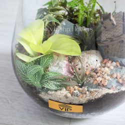 گیاهان درون تراریوم زیبا هستند.
