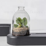 گیاهان تراریوم رومیزی اداری