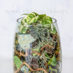 گیاهان تراریوم جام پایه دار