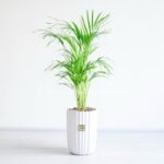 گیاه آپارتمانی نخل اریکا همراه با گلدان مشکی