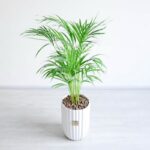 گیاه آپارتمانی نخل اریکا از نمای دور