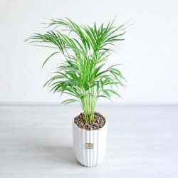 گیاه آپارتمانی نخل اریکا از نمای دور