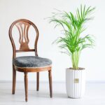 نخل اریکا با زیبایی چشم نواز