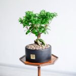 بونسای فیکوس رتوزا بسیار زیبا است.