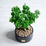 بونسای فیکوس رتوزا از گیاهان سبز است.