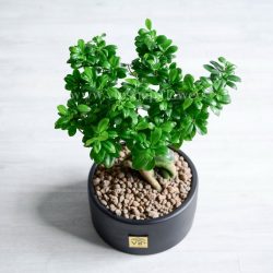 بونسای فیکوس رتوزا از گیاهان سبز است.