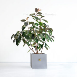 درختچه فیکوس الاستیکا سبز، بزرگ و زیبا است.