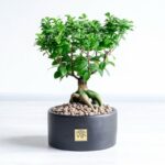 بونسای فیکوس رتوزا با گلدان سرامیکی