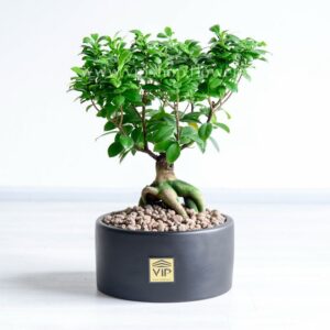 بونسای فیکوس رتوزا با گلدان سرامیکی