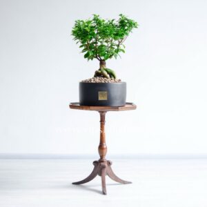 بونسای فیکوس رتوزا از نمای بالا