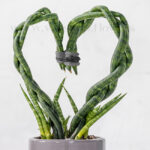 خرید آنلاین و سریع سانسوریا لوله‌ای بافت قلبی از نمای نزدیک