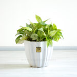 گلدان آپارتمانی پتوس مرمری