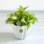 گیاه پتوس مرمری