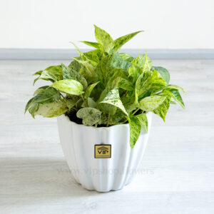 گیاه پتوس مرمری