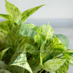 برگ پتوس مرمری