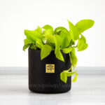 گلدان آپارتمانی پتوس نئون