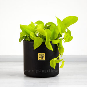 گلدان آپارتمانی پتوس نئون