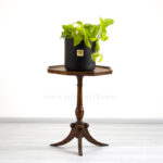 گلدان پتوس نئون