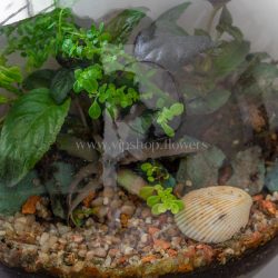 تراریوم دیواری دارای گیاهان خاص است.