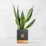 گیاه آپارتمانی سانسوریا آمریکن همیشه سبز