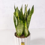 گیاه سانسوریا آمریکن با برگ های چشم نواز