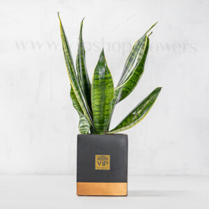 گیاه آپارتمانی سانسوریا آمریکن همیشه سبز