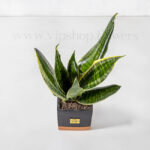 گیاه آپارتمانی سانسوریا آمریکن از نمای بالا