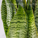 برگ‌های گل ساسنوریا آمریکن از نمای نزدیک