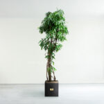 درختچه آپارتمانی بنجامین آمستل با گلدان سرامیکی