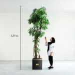 درختچه آپارتمانی بنجامین آمستل از نمای نزدیک