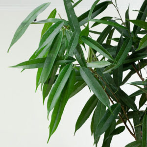 برگ های درختچه آپارتمانی بنجامین آمستل