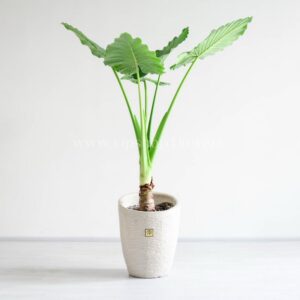 سایز بزرگ گلدان بابا آدم با شکوه است.