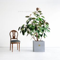 درختچه فیکوس الاستیکا سبز برای فضاهای بزرگ مناسب است.