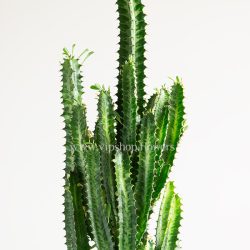 افوربیا تریگونا سبز چهره جذابی دارد.