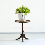 ابعا پتوس مرمری بسیار مناسب است.