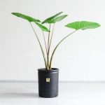 گیاه بابا آدم سایز متوسط بسیار زیبا است.