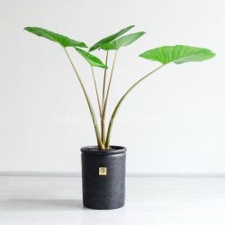 گیاه بابا آدم سایز متوسط بسیار زیبا است.