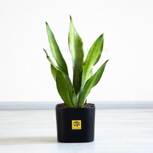 خرید سانسوریا مهتابی با گلدان سفید طلایی