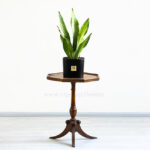 سانسوریا مهتابی از نمای بالا