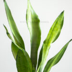 سانسوریا مهتابی با برگ هایی زیبا