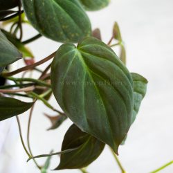 برگ فیلودندرون میکانز زیباست.